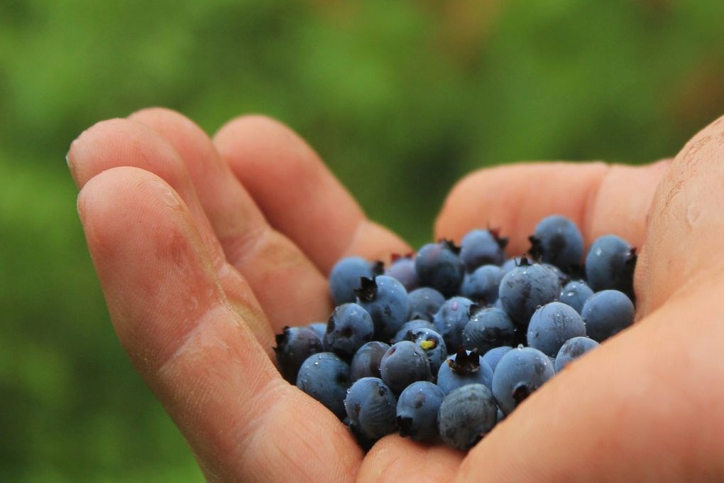 Berry picking is a great activity in Iceland in August