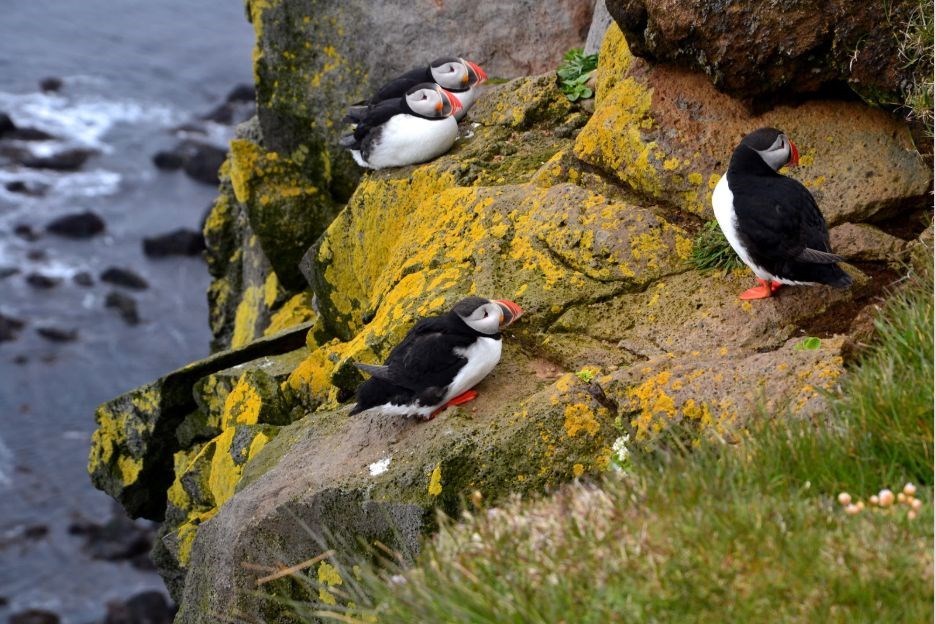 Puffins nesting in Iceland