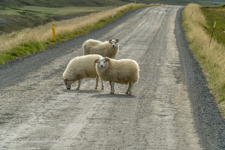 Sheep can be seen crossing the roads in Iceland in summer season