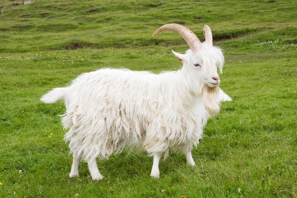 Casanova the goat the dragon caught