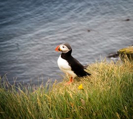 You can see some puffins in the Westfjords in Iceland