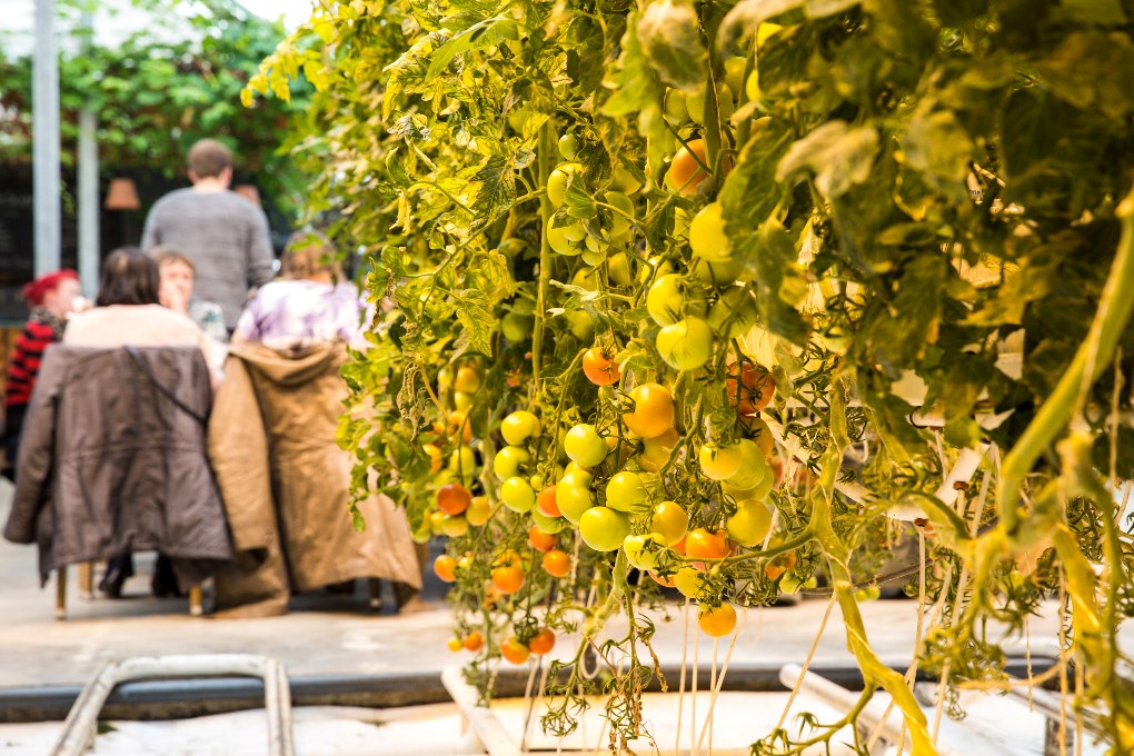 Fridheimar tomato farm is one hidden gem in the Golden Circle route in Iceland