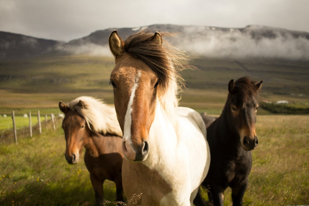 Horse riding is a popular activity in Iceland