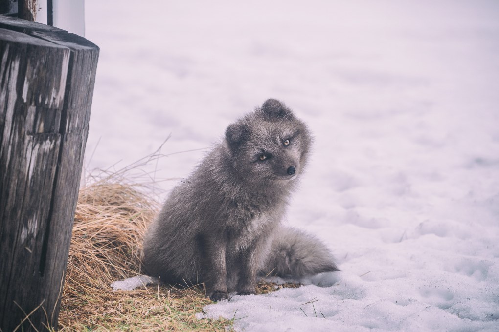 Le centre du renard arctique est entièrement consacré au seul mammifère terrestre indigène de l'Islande.