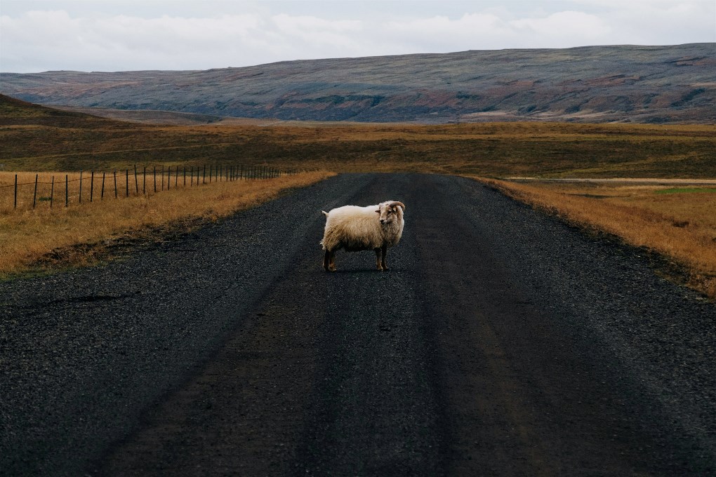 Las ovejas islandesas suelen cruzar la carretera en Islandia, así que ten cuidado al conducir.
