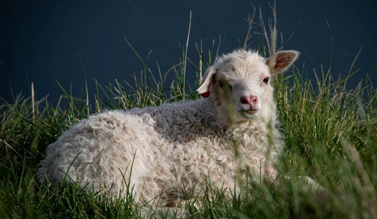 Easter in Iceland - All You Need to Know