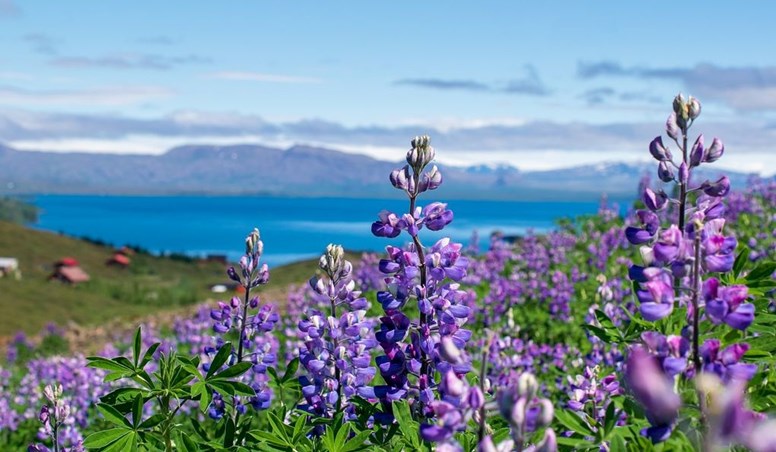 A Guide to Driving in Iceland in May