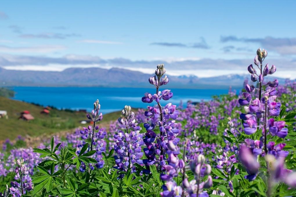 Lupins are a symbol of summer in Iceland