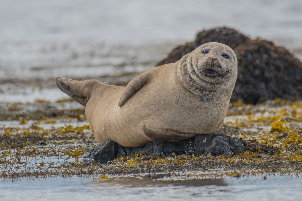 This golden sand beach in Iceland is known for its seal population