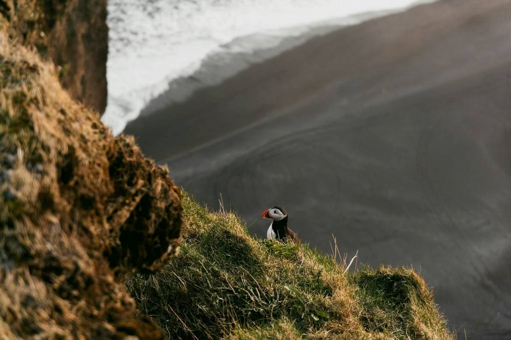 Puffins in cliffs in Iceland