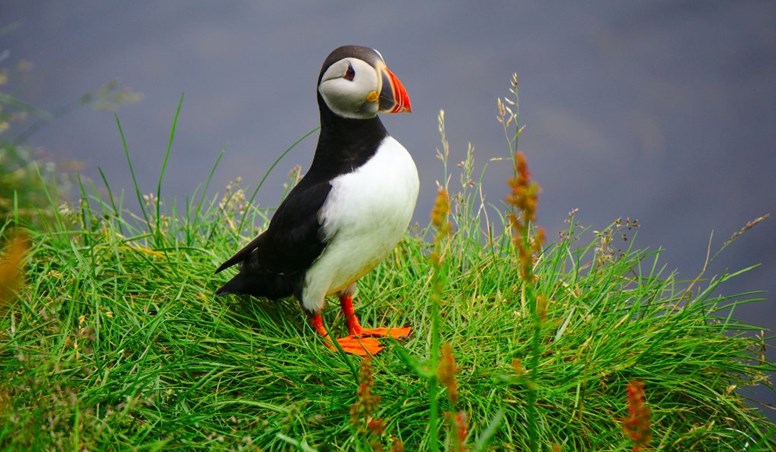 How to See the Puffins in Iceland