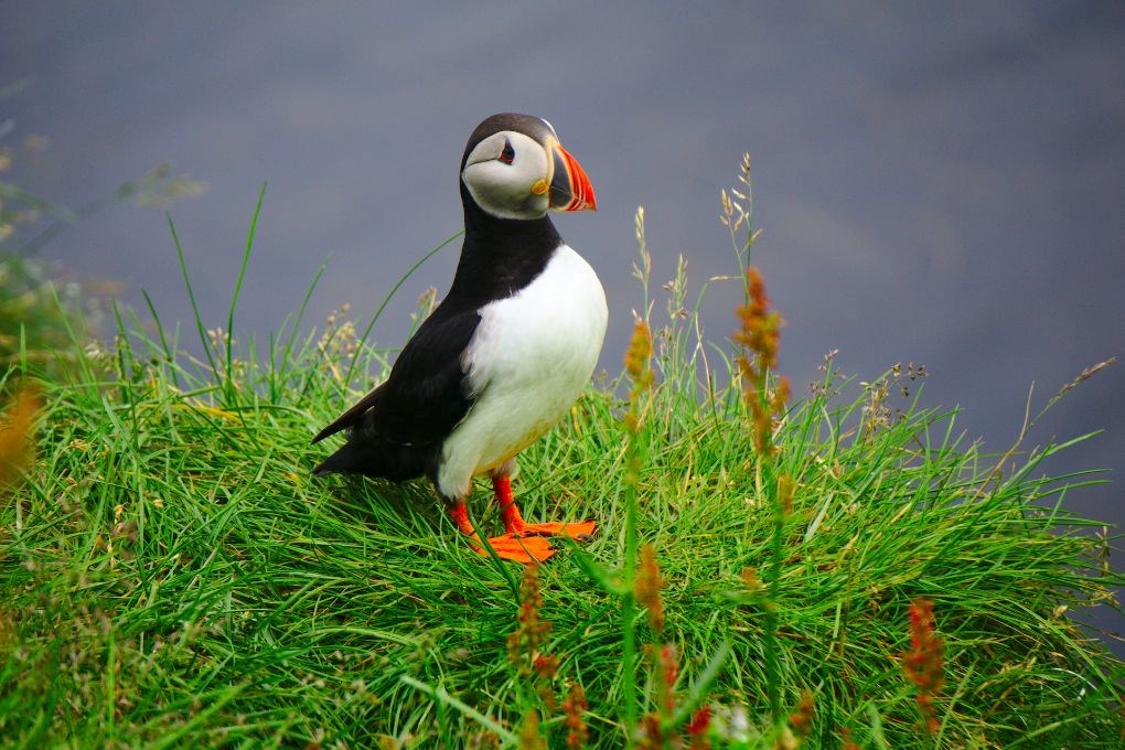 You can see puffins in Iceland in June