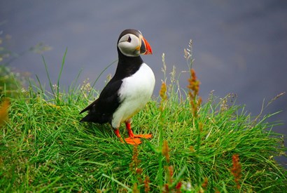 How to See the Puffins in Iceland
