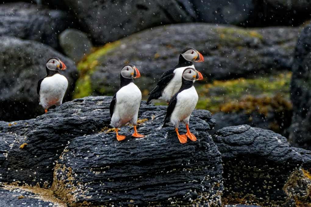 You can often see some puffins in Iceland around Easter