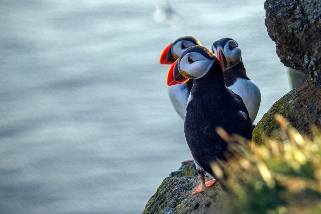 The best place to see the puffins is at the Latrabjarg Cliffs in the Westfjords of Iceland The best place to see the puffins is at the Latrabjarg Cliffs in the Westfjords of Iceland