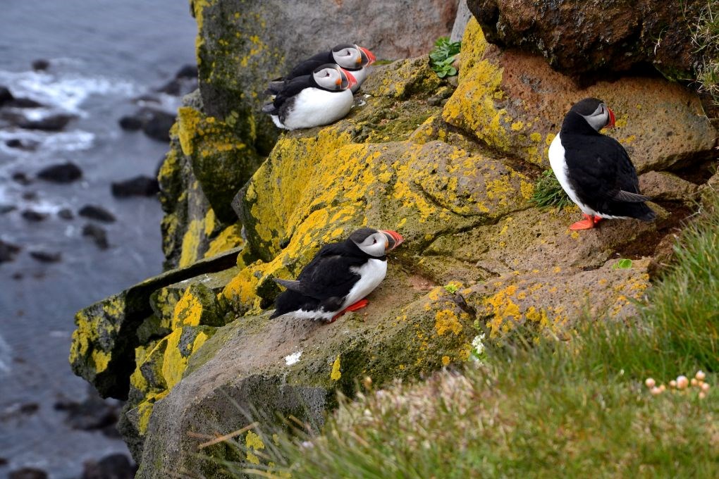 Puffins in Iceland