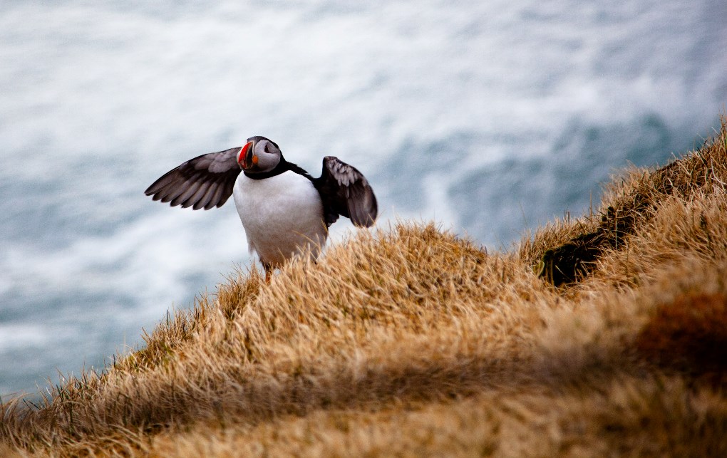 The Latrabjarg Cliffs is an excellent place to watch the puffins in summer in Western Iceland.