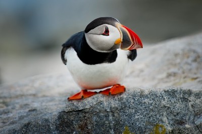 Puffin in Iceland