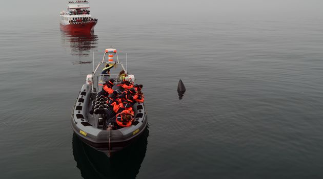 Meet the Icelandic sea wildflife in a whale watching tour