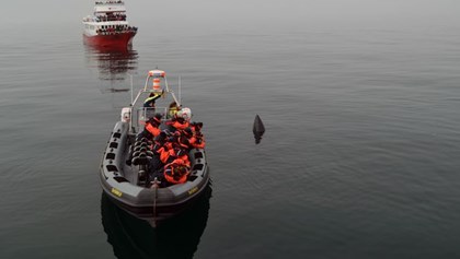 Meet the Icelandic sea wildflife in a whale watching tour