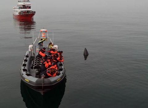 Whale Watching Tours