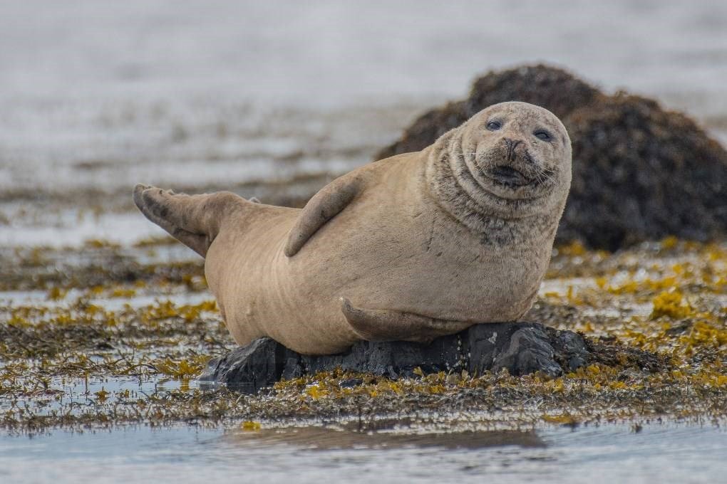 This golden sand beach in Iceland is known for its seal population This golden sand beach in Iceland is known for its seal population