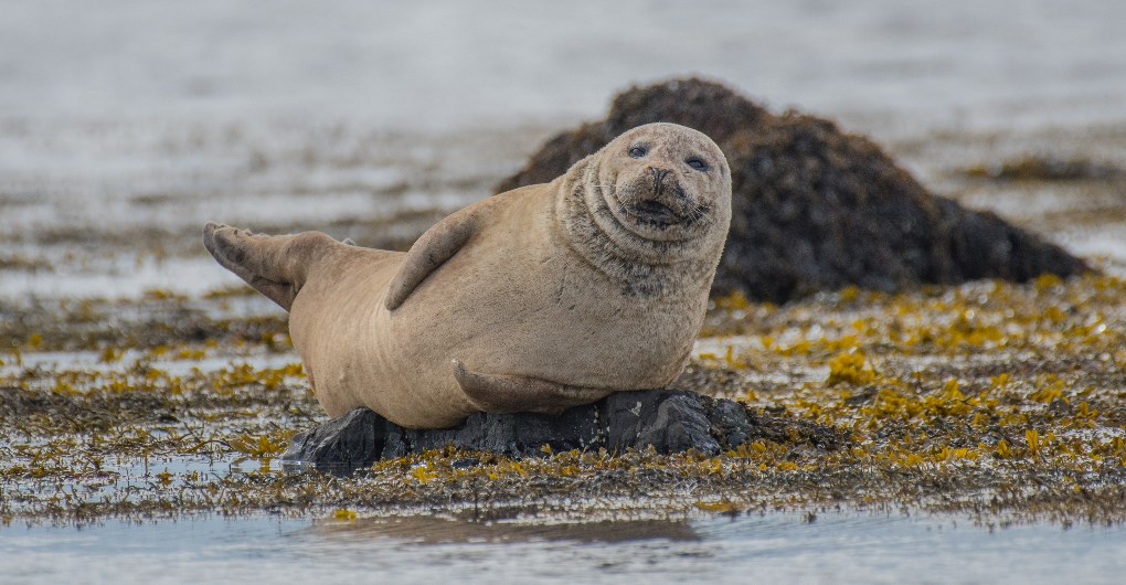 The seals will welcome you in the Ytri Tunga beach, in Snaefellsnes Peninsula, located in West Iceland.