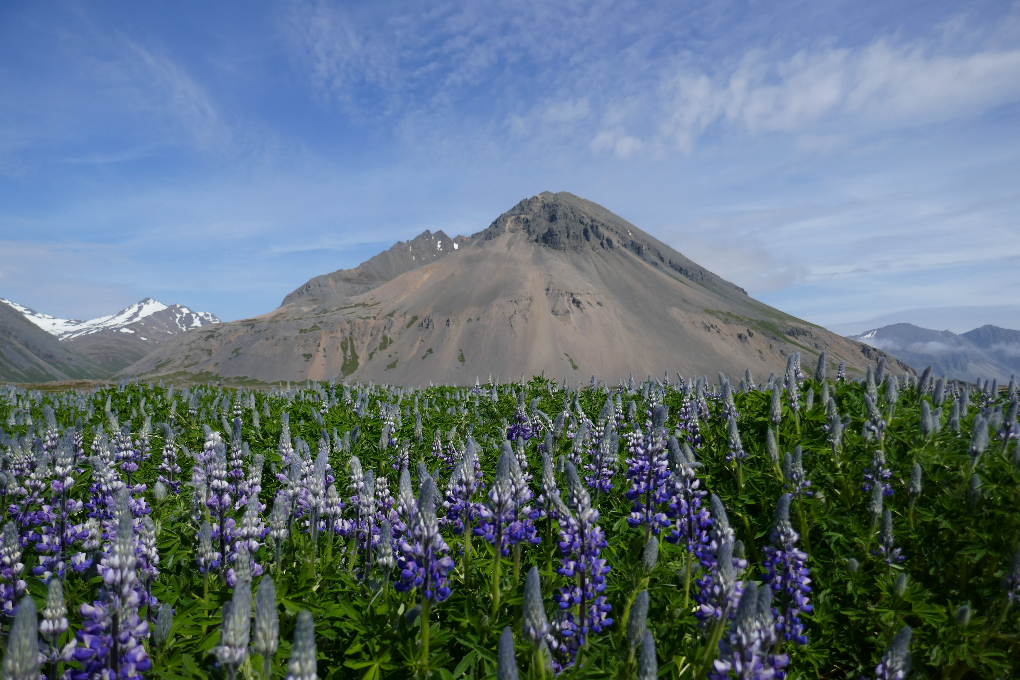 Iceland in summer is covered by beautiful lupin fields