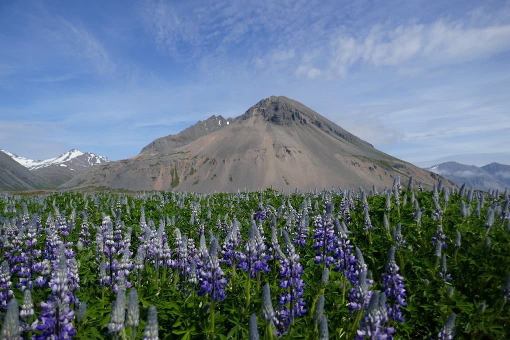 L'Islande en été est couverte de magnifiques champs de lupins