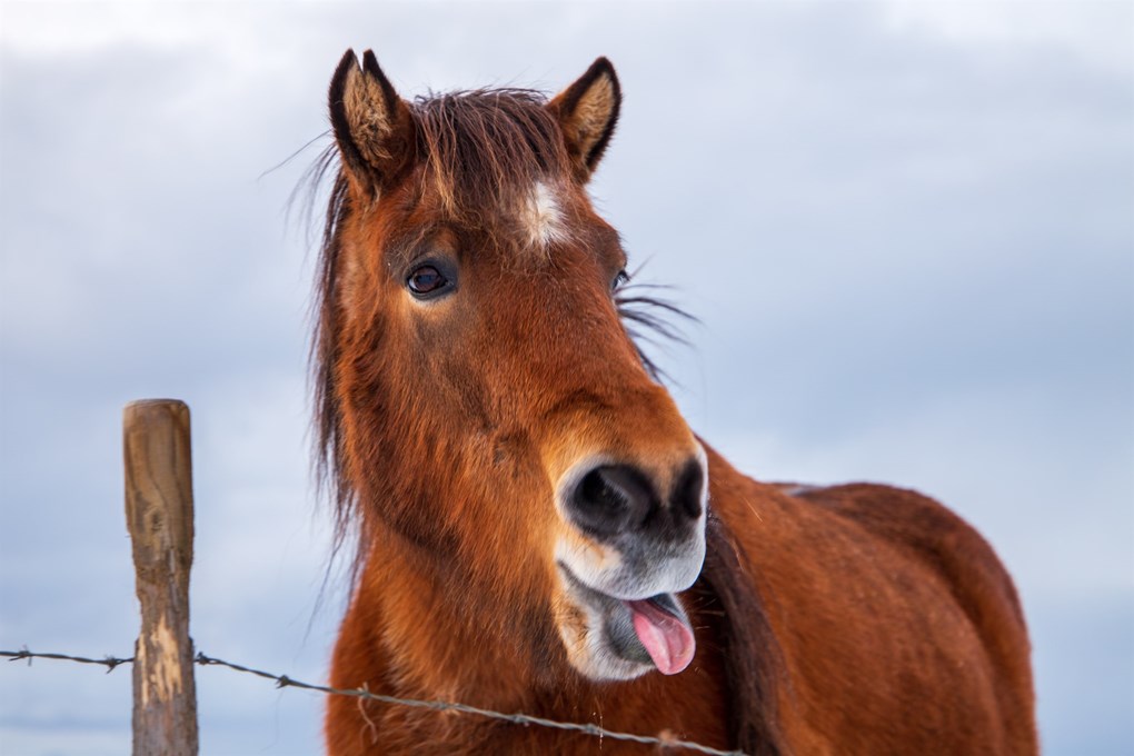 Puedes conocer al caballo islandés durante tu viaje a Islandia