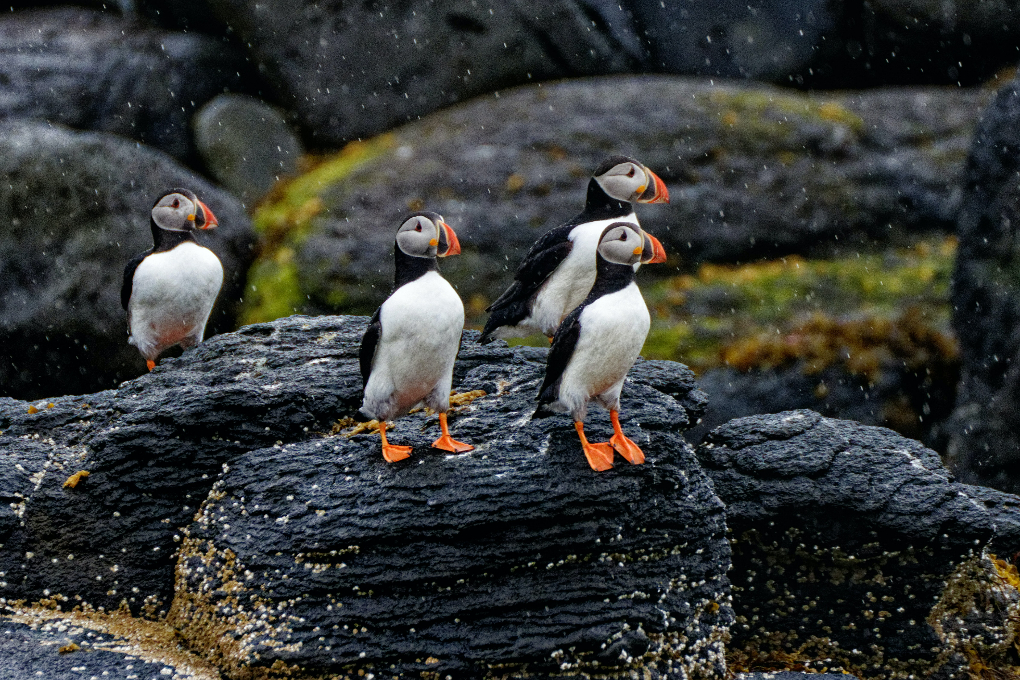 Puffins in Iceland in summer