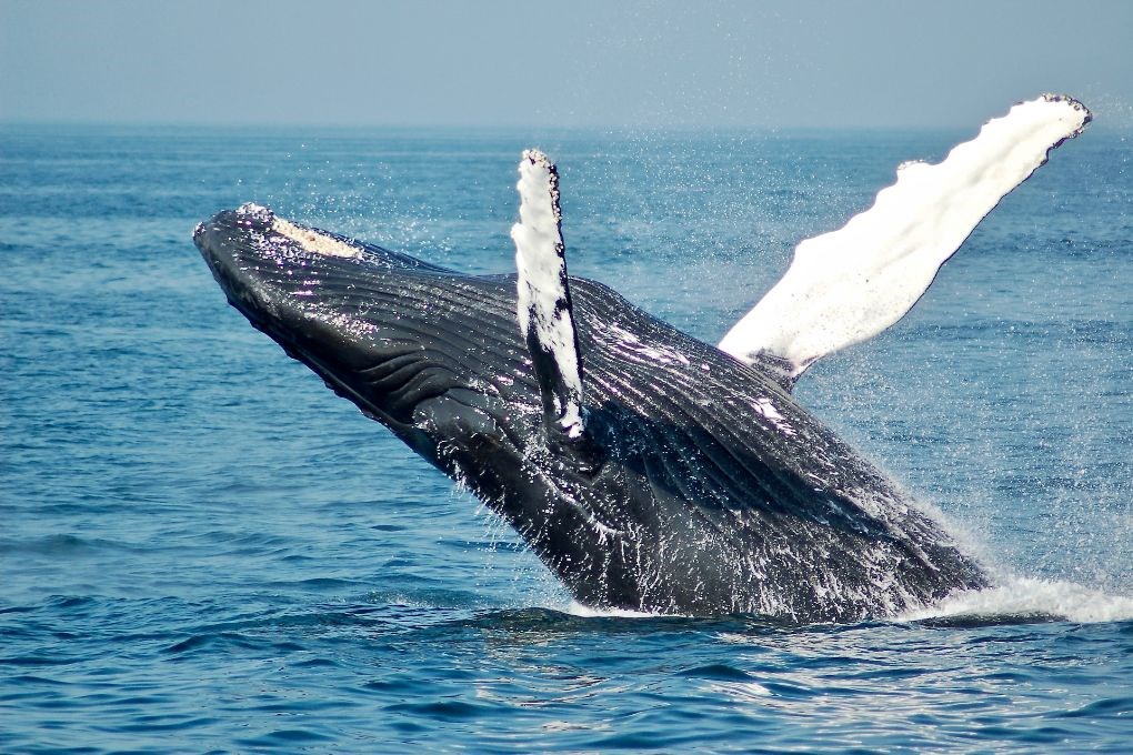 Las ballenas son un espectáculo para los niños en Islandia