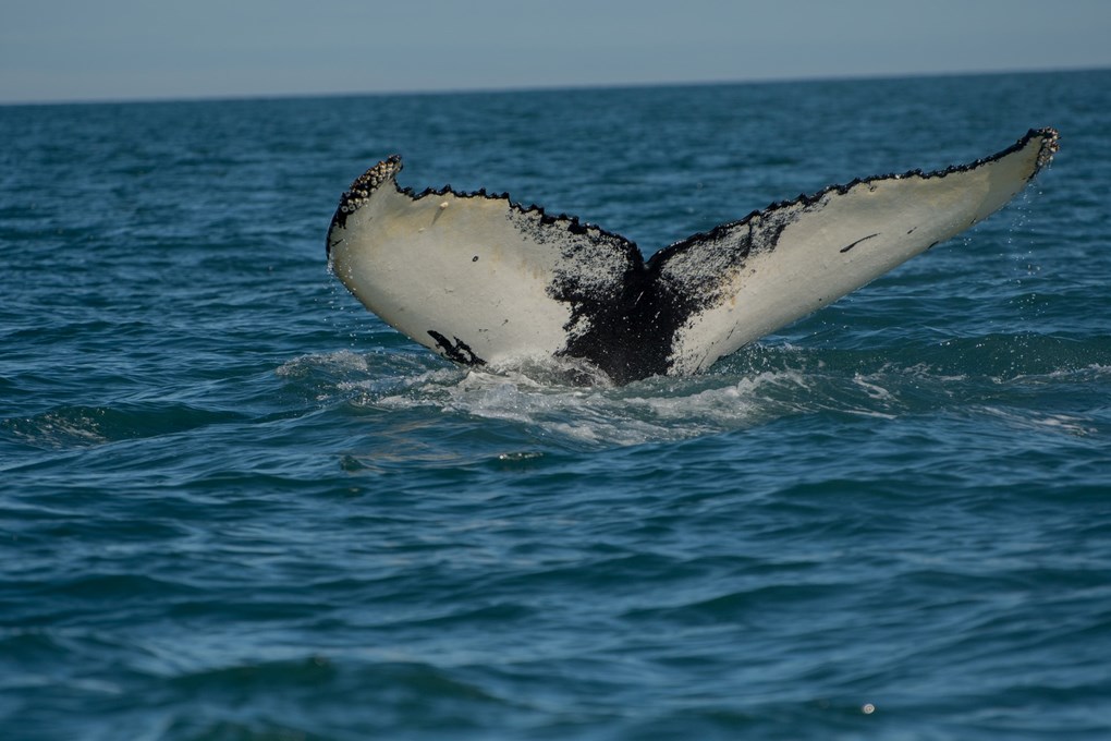 Observation des baleines en Islande